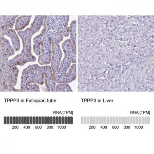 Anti-TPPP3 antibody produced in rabbit 