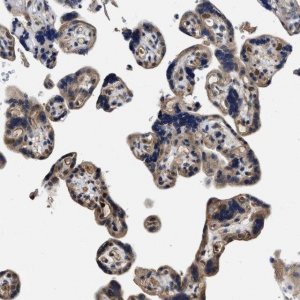 Anti-TRAF6 antibody produced in rabbit 