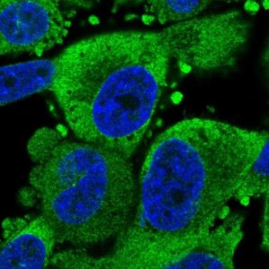 Anti-TRAPPC6B antibody produced in rabbit 