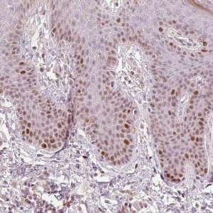 Anti-TREX2 antibody produced in rabbit 