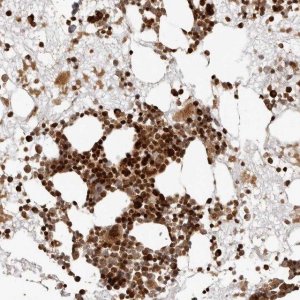 Anti-TRIM4 antibody produced in rabbit 