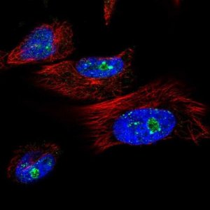 Anti-TRIM41 antibody produced in rabbit 