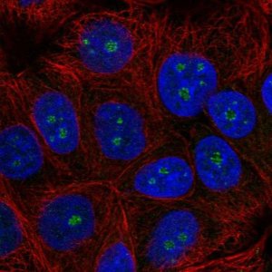 Anti-TRIM52 antibody produced in rabbit 