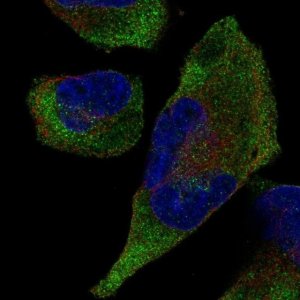 Anti-TRIM9 antibody produced in rabbit 