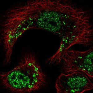 Anti-TRIP11 antibody produced in rabbit 