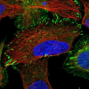 Anti-TRIP6 antibody produced in rabbit 