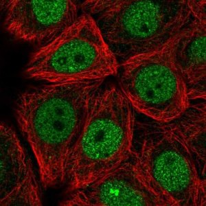 Anti-TRMO antibody produced in rabbit 