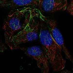 Anti-TRMT10A antibody produced in rabbit 