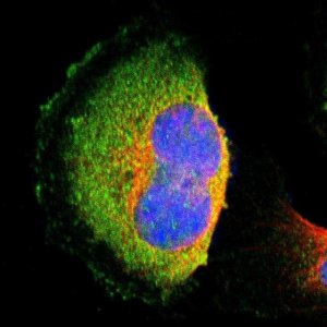 Anti-TRMT2A antibody produced in rabbit 