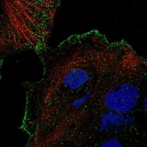 Anti-TRPV3 antibody produced in rabbit 