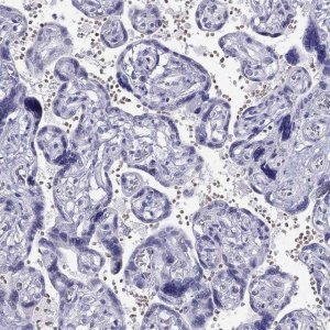 Anti-TSHB antibody produced in rabbit 