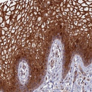 Anti-TSPAN16 antibody produced in rabbit 