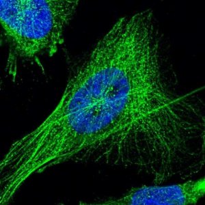 Anti-TSPAN33 antibody produced in rabbit 