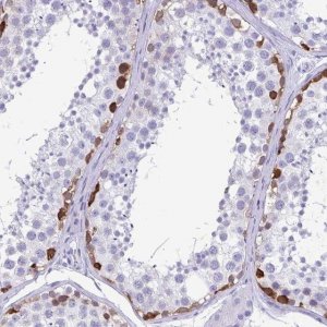Anti-TSPY4 antibody produced in rabbit 
