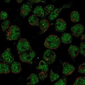 Anti-TTC24 antibody produced in rabbit 