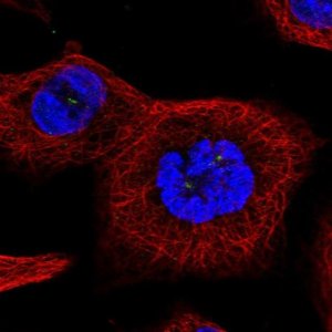 Anti-TTC39A antibody produced in rabbit HPA043440-100UL