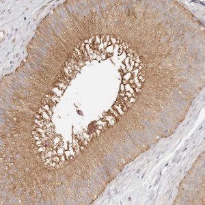 Anti-TTLL4 antibody produced in rabbit 
