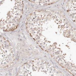 Anti-TTLL4 antibody produced in rabbit 