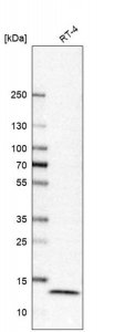 Anti-TXNDC17 antibody produced in rabbit 