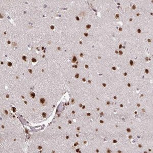 Anti-U2AF1 antibody produced in rabbit 