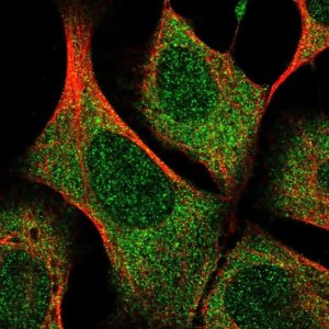 Anti-UBALD1 antibody produced in rabbit 