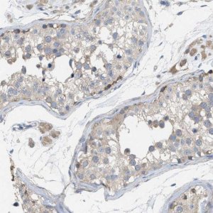 Anti-UBAP2 antibody produced in rabbit 