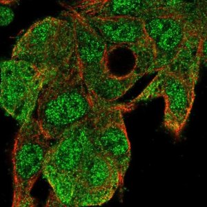 Anti-UBE2G1 antibody produced in rabbit HPA050551-100UL