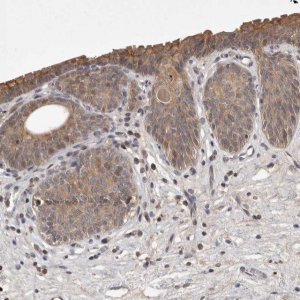 Anti-UBE3D antibody produced in rabbit 