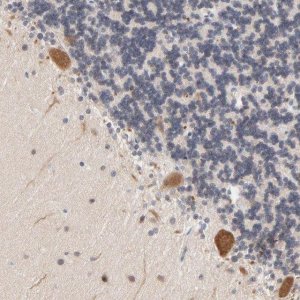 Anti-UBL4A antibody produced in rabbit 