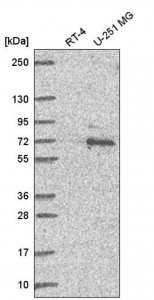 Anti-UBQLN1 antibody produced in rabbit 