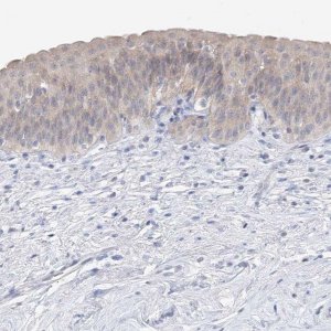 Anti-UFL1 antibody produced in rabbit 