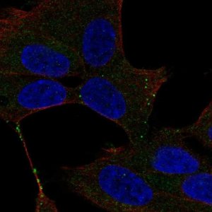 Anti-UNC13D antibody produced in rabbit 