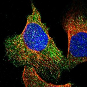 Anti-UNC45B antibody produced in rabbit 