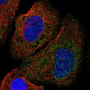 Anti-UNC5A antibody produced in rabbit 