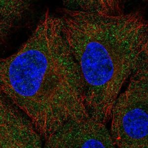 Anti-UNKL antibody produced in rabbit 