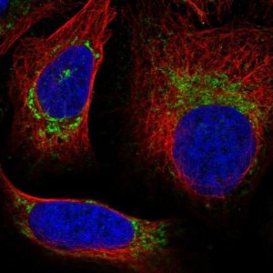 Anti-UQCRQ antibody produced in rabbit 