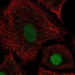 Anti-USF2 antibody produced in rabbit 
