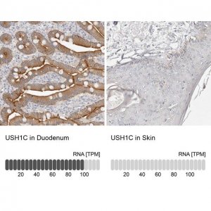 Anti-USH1C antibody produced in rabbit 