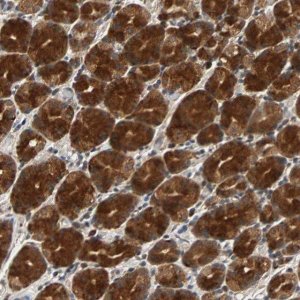Anti-USP31 antibody produced in rabbit 