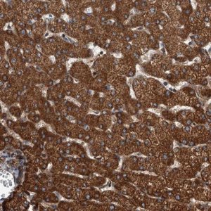 Anti-USP47 antibody produced in rabbit 