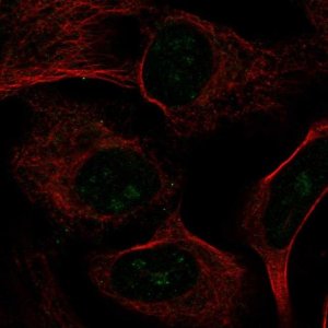Anti-UTP4 antibody produced in rabbit 