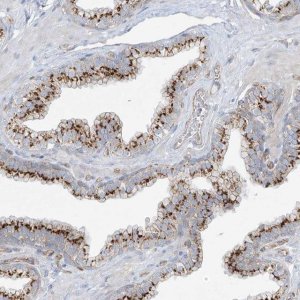 Anti-VAMP5 antibody produced in rabbit 