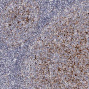 Anti-VANGL2 antibody produced in rabbit 