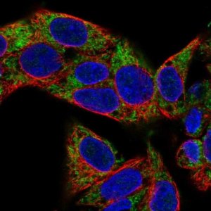 Anti-VARS2 antibody produced in rabbit 