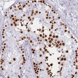 Anti-VCX2 antibody produced in rabbit 