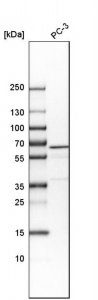 Anti-VIPAS39 antibody produced in rabbit 
