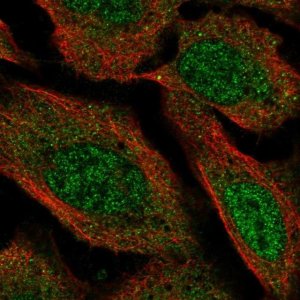Anti-VPS13D antibody produced in rabbit 