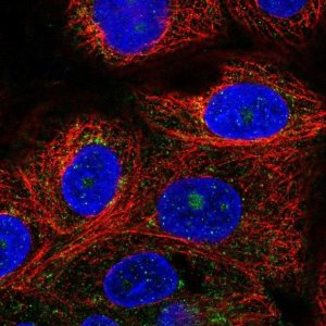 Anti-VPS51 antibody produced in rabbit 