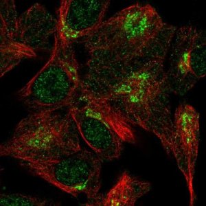Anti-VPS54 antibody produced in rabbit HPA070582-100UL