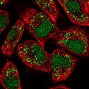 Anti-VRK3 antibody produced in rabbit 
